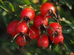 red rose hip wild plant