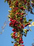 red berries of eingriffeliger hawthorn