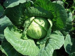 cabbage on a sunny day