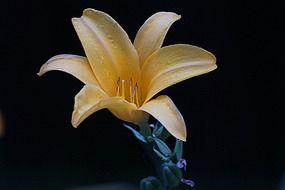 yellow lily on a black background