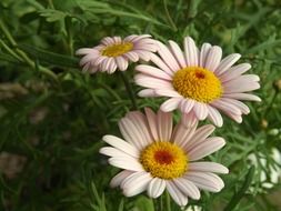 three organic daisies