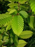 green oxfordshire leaves