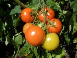 tomato bush close-up on a sunny day