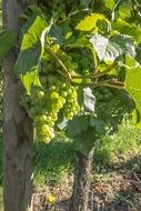 winegrowing harvest in a garden