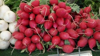 ripe fresh radish