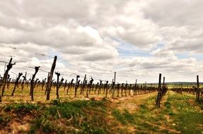 vines on a plantation in autumn