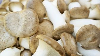 mushrooms with white legs and brown caps