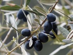 Black olives on the tree branch