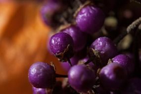 berries nature plant