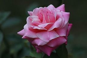 beautiful garden rose