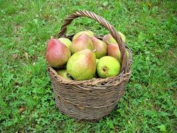 pears in a basket on green grass