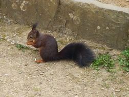 cute fluffy squirrel