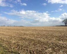 harvested field