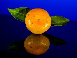 one orange mandarin citrus fruit