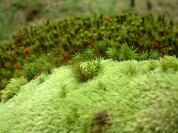 Macro photo of green moss on a forest floor