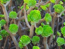 vegetation with succulent green petals