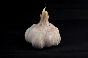 garlic bulb at dark background close up