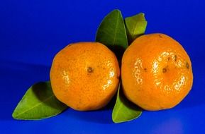 two mandarins