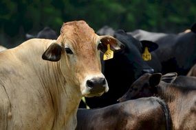 domestic cattle mammal portrait