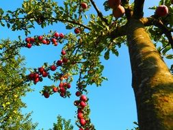 red apples on a tree under the rays of the summer sun