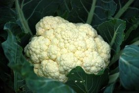 cauliflower, raw cabbage