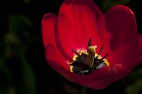 half open scarlet tulip