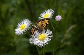 butterfly collects pollen from wildflowers