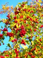 red berries of crataegus monogyna