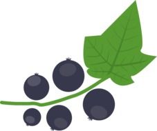 blackcurrant bunch vector drawing