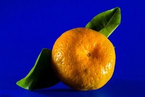 mandarin on a blue background
