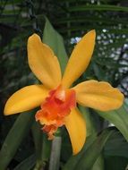 Yellow orchid flower in nature