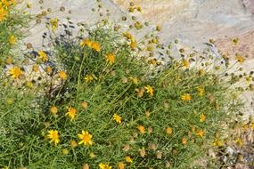 Yellow daisy on stones