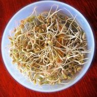 bean sprouts sprout food organic