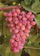 pink grapes on a green vine
