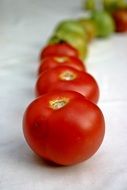 tomatoes in a row