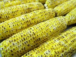grilled corn grilled