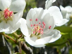 closeup photo of the white flowers