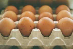 eggs in a cardboard tray