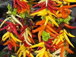 Peppers on the thanksgiving