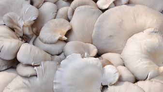 white mushroom close-up