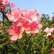 pink flowers in Dharwad, India