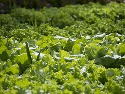 green salad plantation on a sunny day