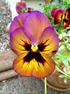 Pansies close up