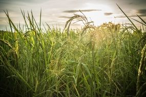 green grass field