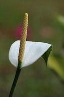 Calla is the flower of death