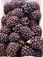 beautiful ripe blackberry