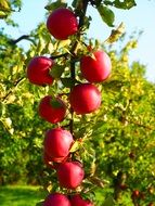 branch with red apples on a sunny day