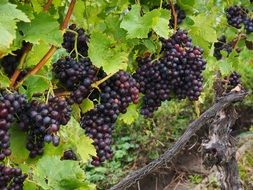 varietal grapes for winemaker