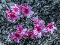 pink azaleas in the field