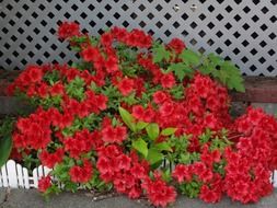 red floral blossoms